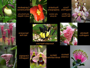klicke hier, um die Datei herunterzuladen Seltene exotische Blumen