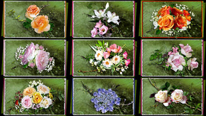 Flowers-Life Color Smell Joy-2 - Blumen Leben Farbe Geruch 2