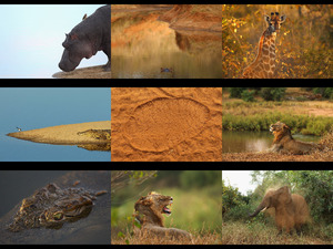 Kruger National Park - Krger Nationalpark Sdafrika