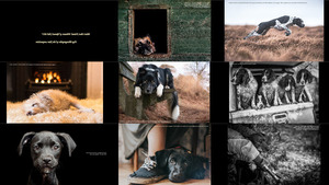 Hund Fotograf des Jahres 2017 Gewinner & Finalisten