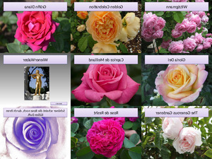 klicke hier, um die Datei herunterzuladen Rosen