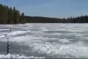 Killer Orka