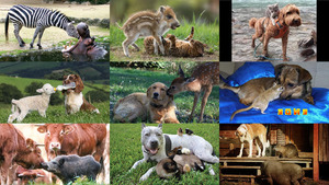klicke hier, um die Datei herunterzuladen Ungewoehnliche Tierfreundschaften