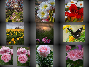 klicke hier, um die Datei herunterzuladen Beautyful Blumen 6