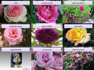 klicke hier, um die Datei herunterzuladen Berühmte Rosen und ihre Paten