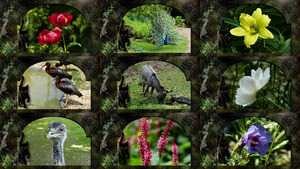 klicke hier, um die Datei herunterzuladen Loving Touch - Blumen und Tiere