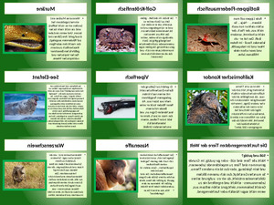 klicke hier, um die Datei herunterzuladen Die furchterregendsten Tiere der Welt