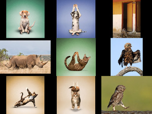 klicke hier, um die Datei herunterzuladen Cool animals - Kühle Tiere