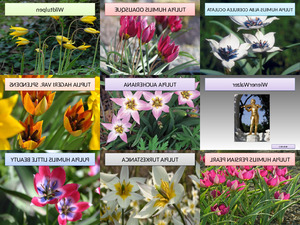 klicke hier, um die Datei herunterzuladen Wildtulpen