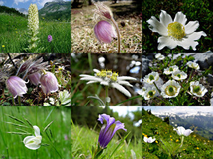 Alpenblumen - Alpine Blumen