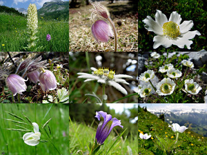 klicke hier, um die Datei herunterzuladen Alpenblumen - Alpine Blumen