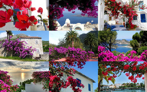 klicke hier, um die Datei herunterzuladen Bougainvillea 1