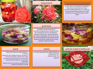 klicke hier, um die Datei herunterzuladen Gesundheit im Namen der Rose