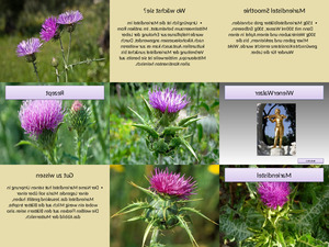 klicke hier, um die Datei herunterzuladen Mariendistel