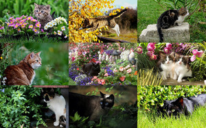 klicke hier, um die Datei herunterzuladen Cat in the Garden 1 - Katze im Garten 1