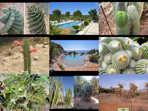 Cactus - Kaktus