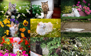 Cat in the Garden 2 - Katze im Garten 2