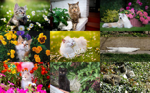 klicke hier, um die Datei herunterzuladen Cat in the Garden 2 - Katze im Garten 2