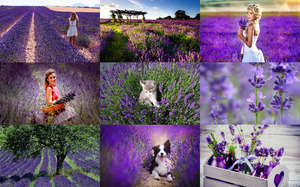 klicke hier, um die Datei herunterzuladen Lavender 1 - Lavendel 1