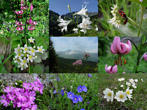 Wildwachsende Blumen auf den Bergen