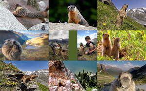 klicke hier, um die Datei herunterzuladen Marmots - Murmeltiere