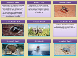 klicke hier, um die Datei herunterzuladen Die Top Ten der tödlichsten Tiere der Welt