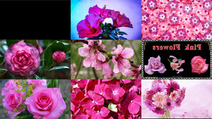 Pink Flowers - Pinke Blumen