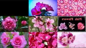 klicke hier, um die Datei herunterzuladen Pink Flowers - Pinke Blumen