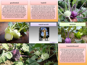 klicke hier, um die Datei herunterzuladen Kohlrabi
