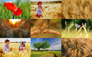 Wheat Fields 1 - Weizenfelder 1