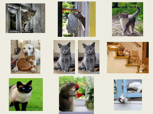 klicke hier, um die Datei herunterzuladen Tierfreunde 64