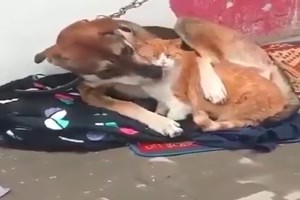 Schmusestunde.mp4 auf www.funpot.net