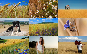 Wheat Fields 2 - Weizenfelder 2