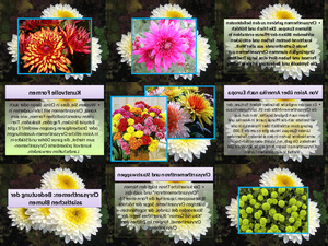 Chrysanthemen