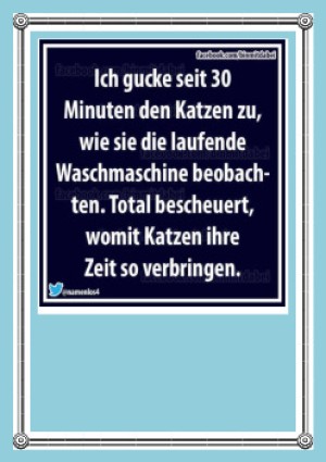 Sprueche aus dem Internet
