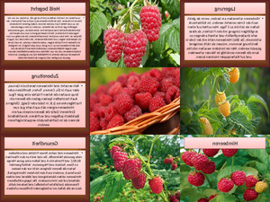 klicke hier, um die Datei herunterzuladen Himbeeren
