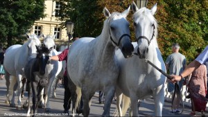 klicke hier, um die Datei herunterzuladen Burggarten - Lipizzaner - Mozart - Vienna