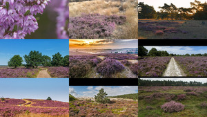 klicke hier, um die Datei herunterzuladen Heide 2