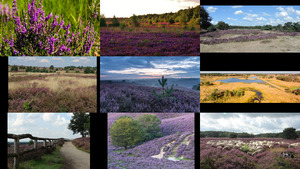 klicke hier, um die Datei herunterzuladen Heide 1