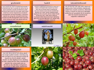 klicke hier, um die Datei herunterzuladen Stachelbeeren