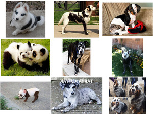 klicke hier, um die Datei herunterzuladen Bunte Hunde