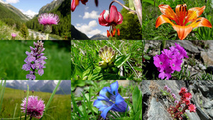 Bloemen in de Alpen 07-17 - Blumen in den Alpen