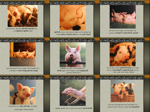 klicke hier, um die Datei herunterzuladen Glücks-Schwein