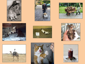 klicke hier, um die Datei herunterzuladen Brilliant Photos