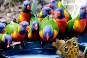 Bunter Vogel