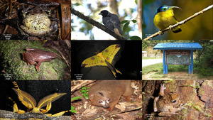 klicke hier, um die Datei herunterzuladen Parque nacional de Ranomafana