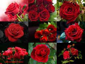 Red Roses - Rote Rosen