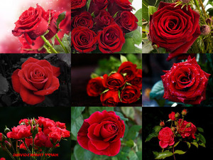 klicke hier, um die Datei herunterzuladen Red Roses - Rote Rosen