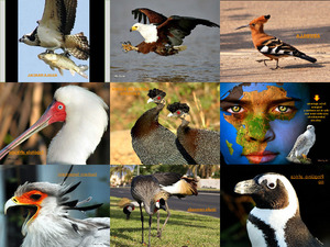 klicke hier, um die Datei herunterzuladen --AVES AFRICANAS--al