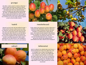 klicke hier, um die Datei herunterzuladen Marillen